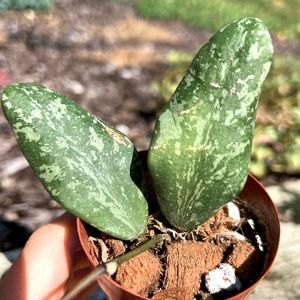 Hoya Sigillatis AH 001 sp. Borneo